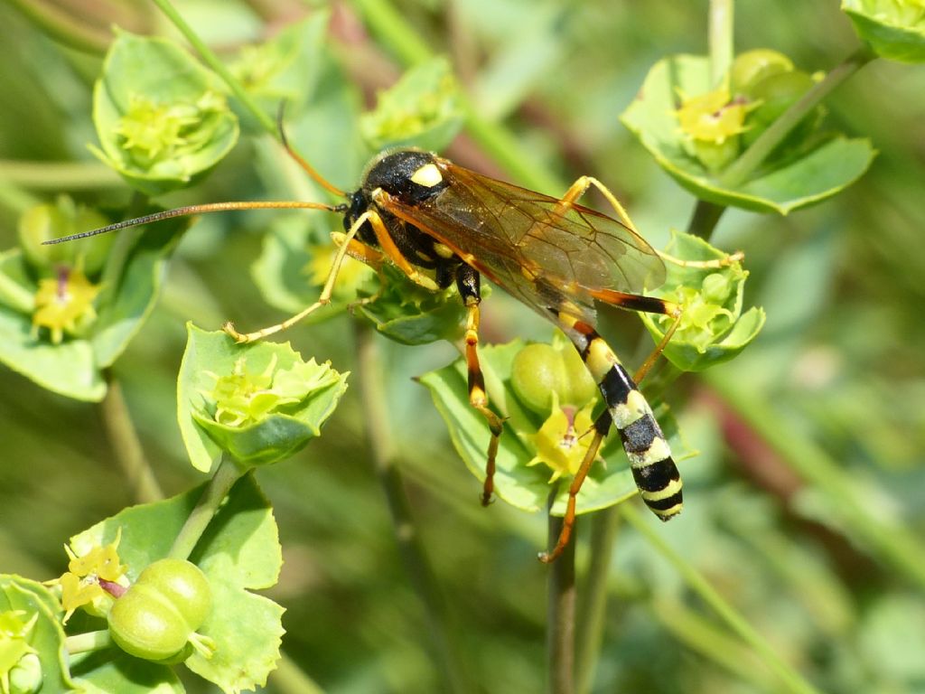 Ichneumonidae: Gravenhorstia picta