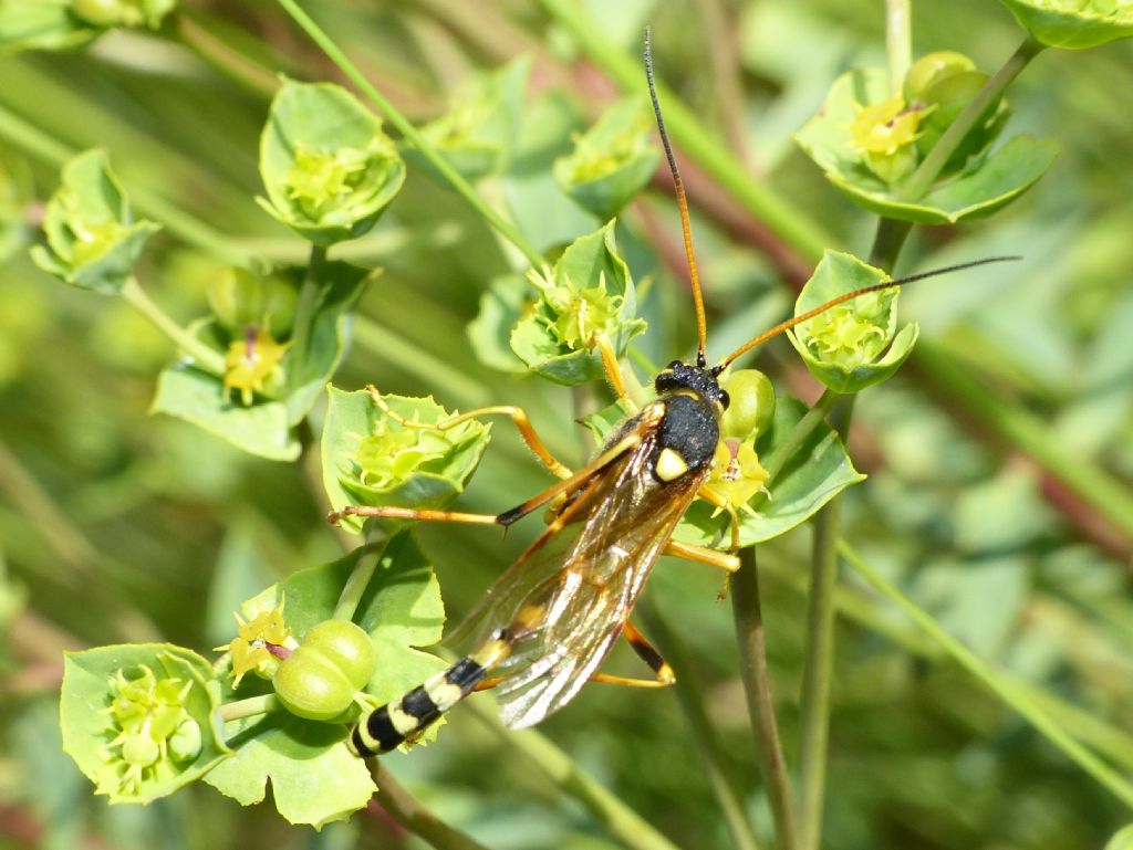 Ichneumonidae: Gravenhorstia picta