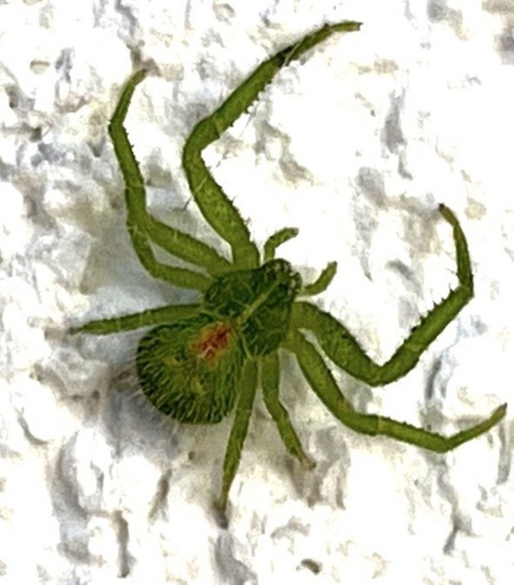 Heriaeus?