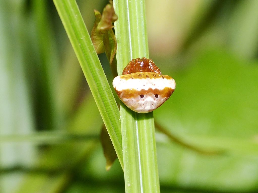 Cyrtarachne ixoides, osservazioni notturne in natura