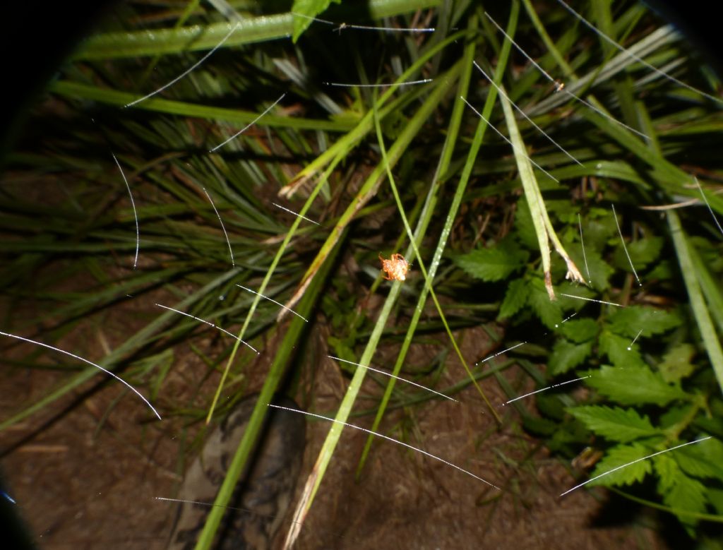Cyrtarachne ixoides, osservazioni notturne in natura