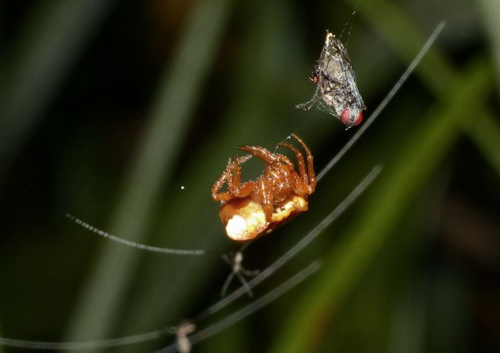 Cyrtarachne ixoides, osservazioni notturne in natura