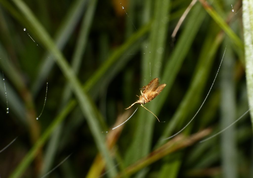 Cyrtarachne ixoides, osservazioni notturne in natura