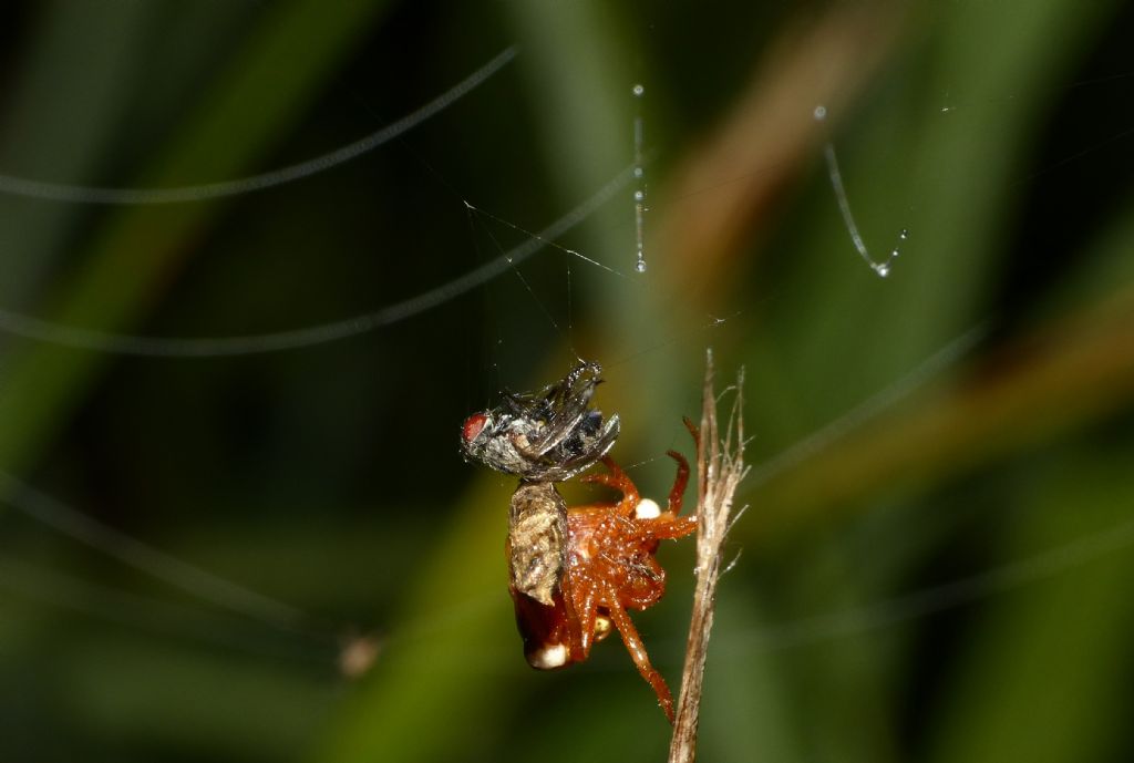 Cyrtarachne ixoides, osservazioni notturne in natura