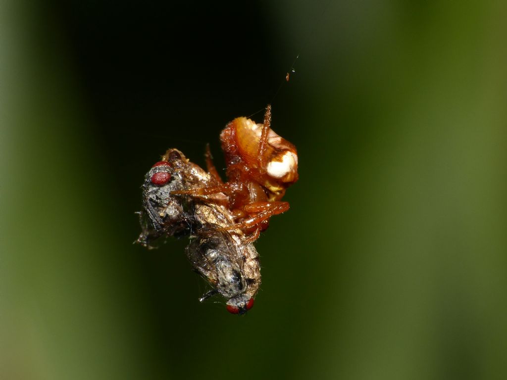 Cyrtarachne ixoides, osservazioni notturne in natura