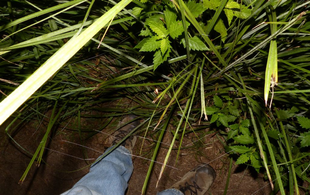 Cyrtarachne ixoides, osservazioni notturne in natura