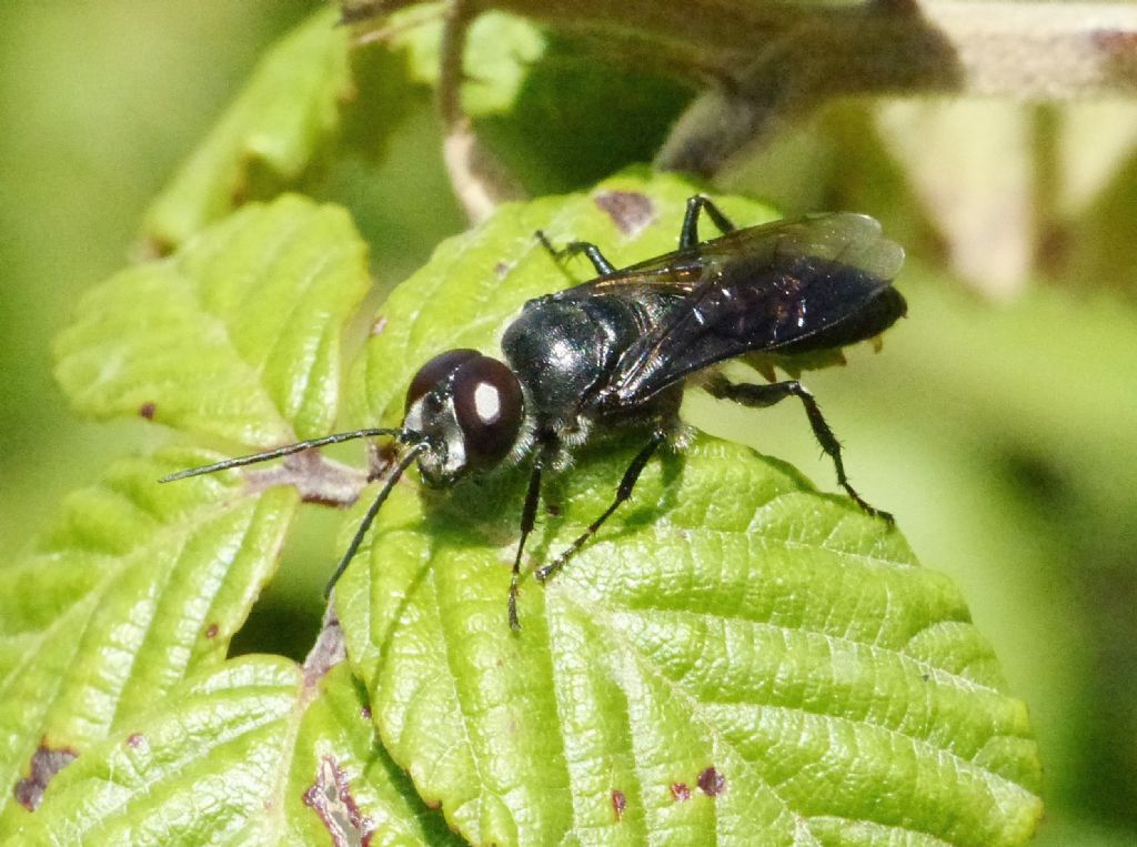 Crabronidae: maschio di Astata boops picea
