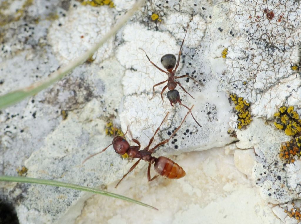 Polyergus cfr rufescens con schiave di due specie di Formica sp.