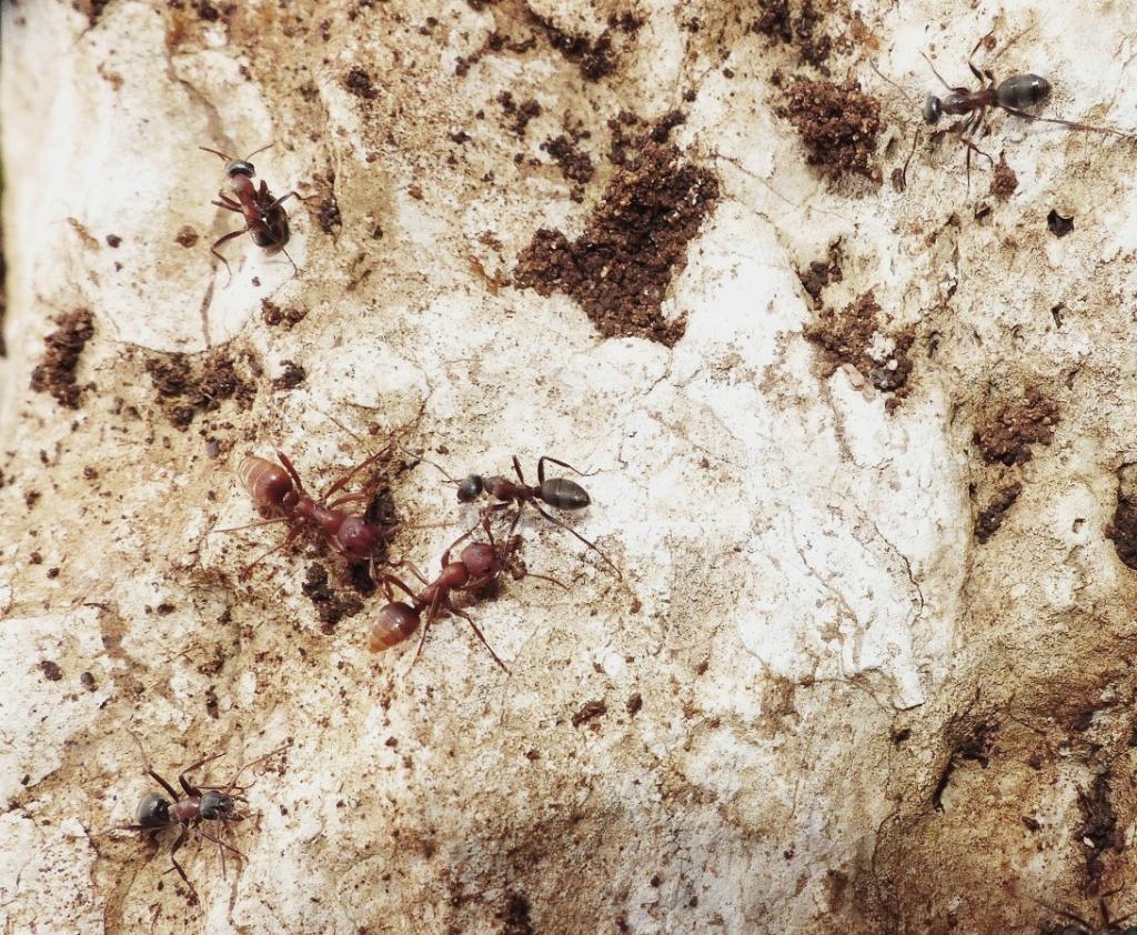 Polyergus cfr rufescens con schiave di due specie di Formica sp.