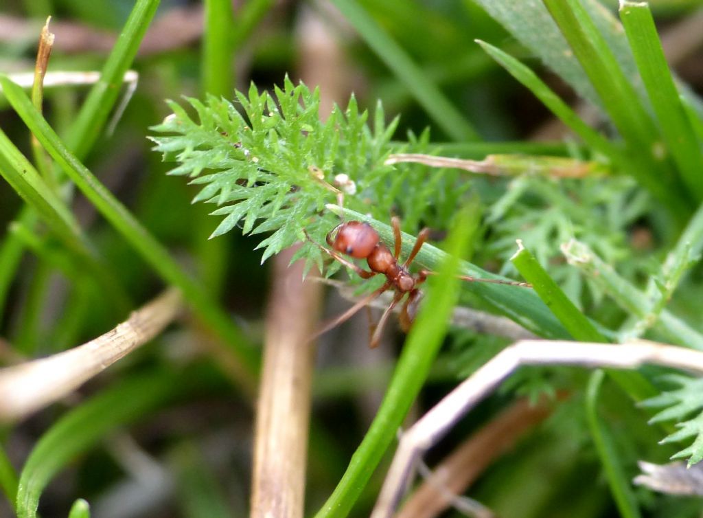 Polyergus cfr rufescens con schiave di due specie di Formica sp.