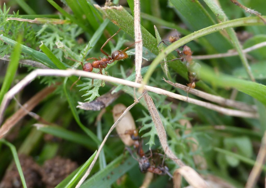 Polyergus cfr rufescens con schiave di due specie di Formica sp.