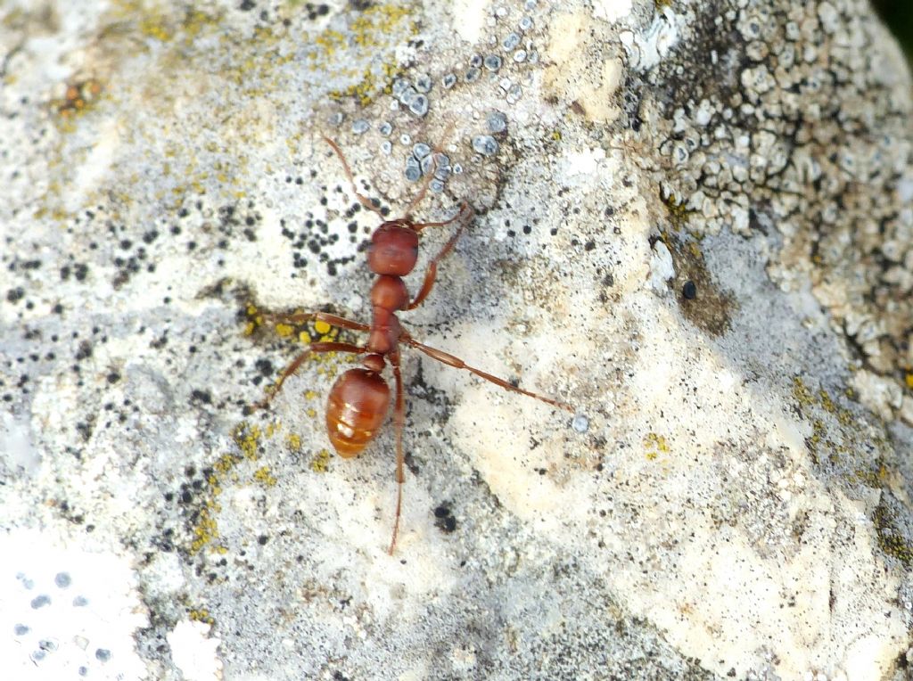 Polyergus cfr rufescens con schiave di due specie di Formica sp.