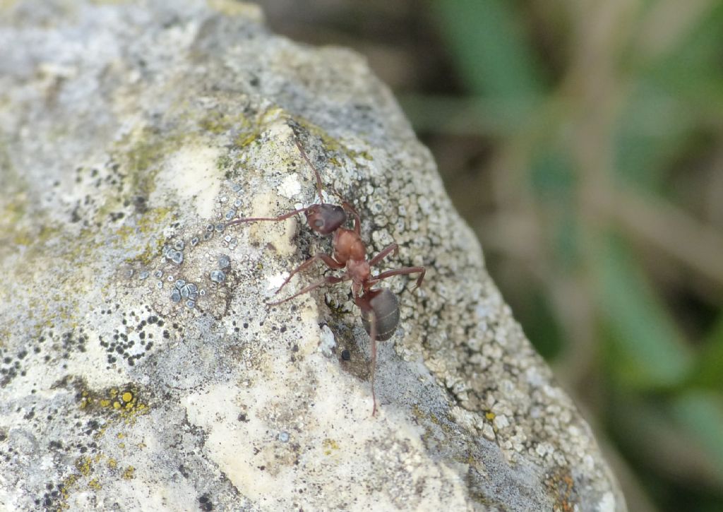 Polyergus cfr rufescens con schiave di due specie di Formica sp.
