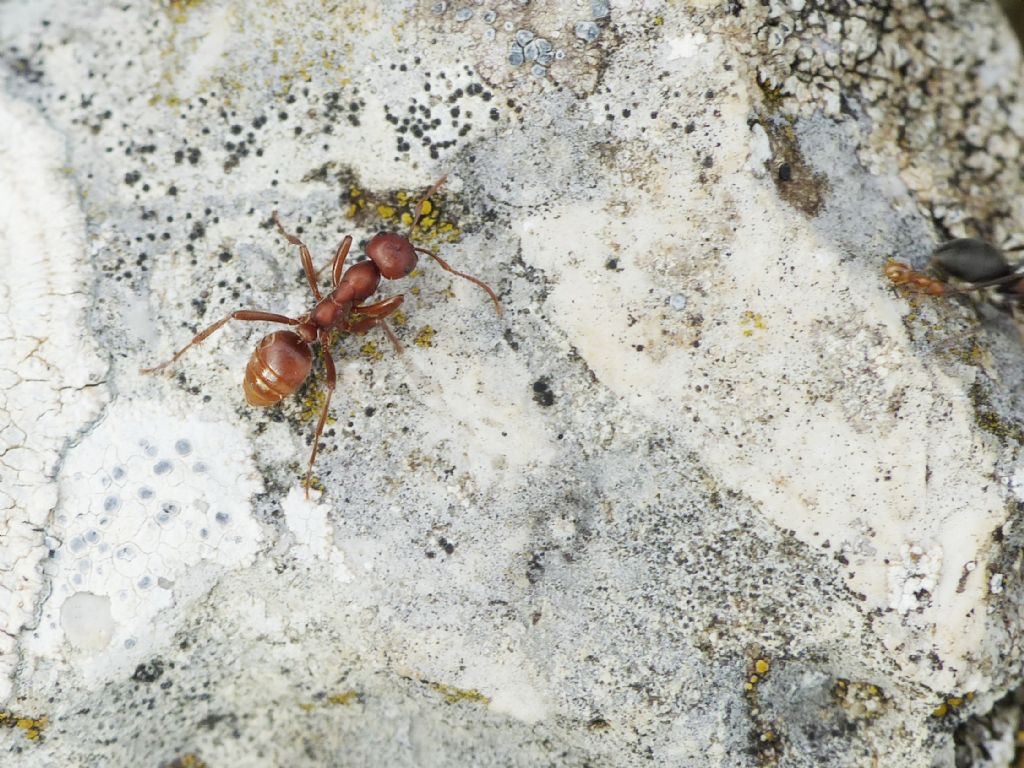 Polyergus cfr rufescens con schiave di due specie di Formica sp.