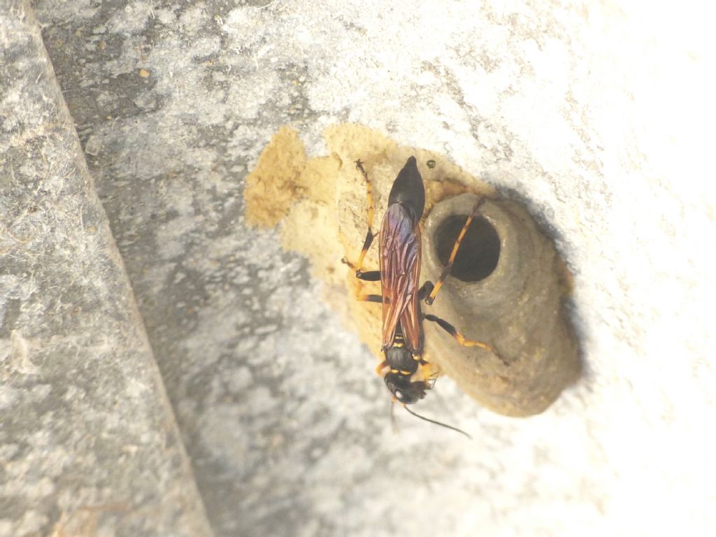 Che specie di ragno?