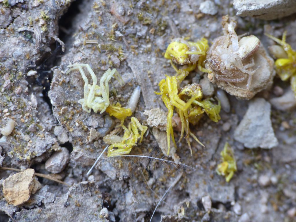 Che specie di ragno?