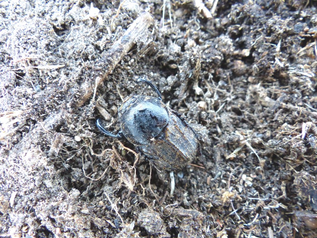 Scarabeidae: Bubas bison ♀