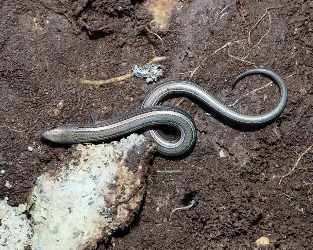 Informazioni riguardo ad un animale che ho trovato nel mio giardino