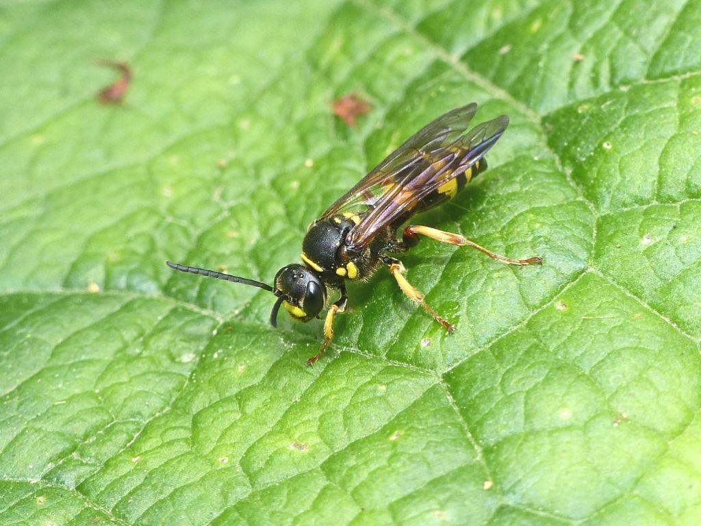Crabronidae: Argogorytes? femmina di Argogorytes mystaceus (cf.)