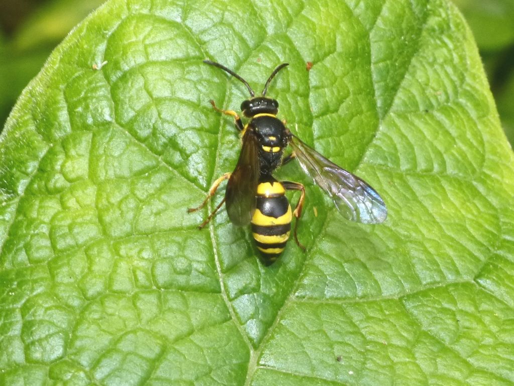 Crabronidae: Argogorytes? femmina di Argogorytes mystaceus (cf.)