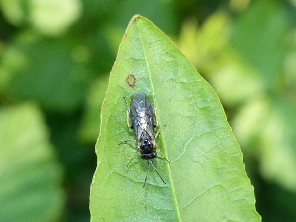 Piccolo Tenthredinidae