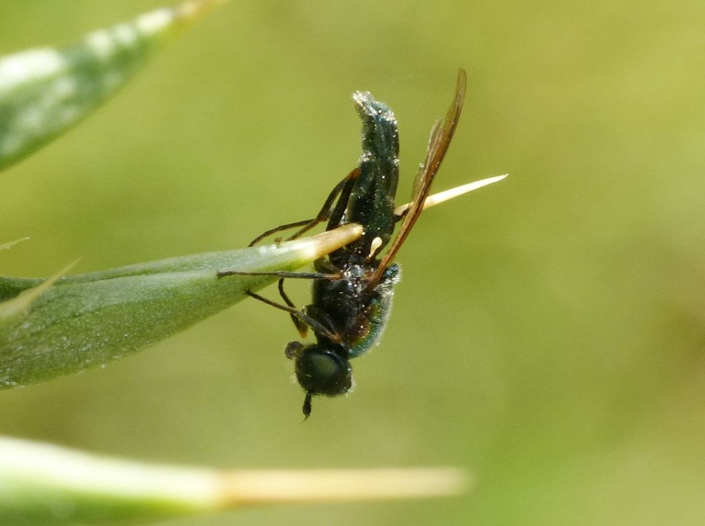 Ditteri infilzati su spine di cardo