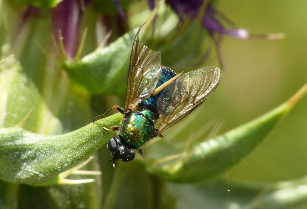 Ditteri infilzati su spine di cardo