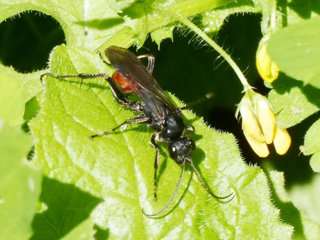 Aporus sp?