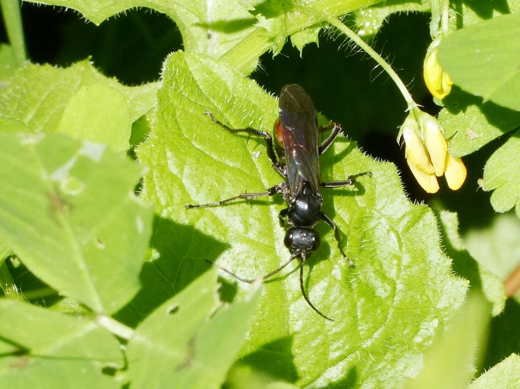 Aporus sp?