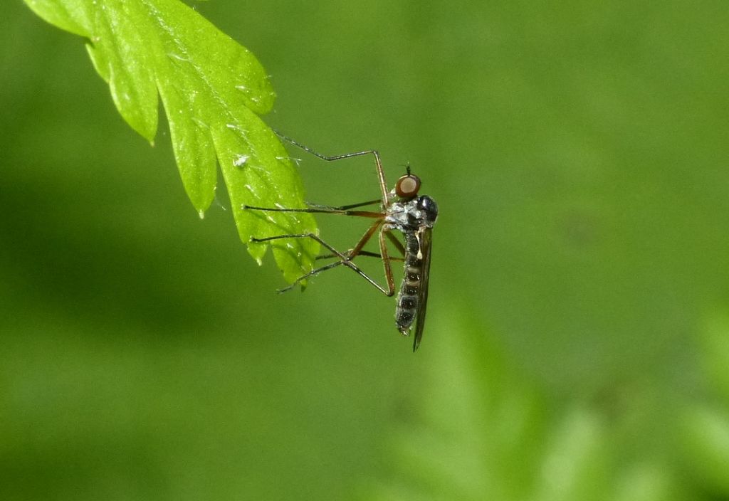 Hybotidae?