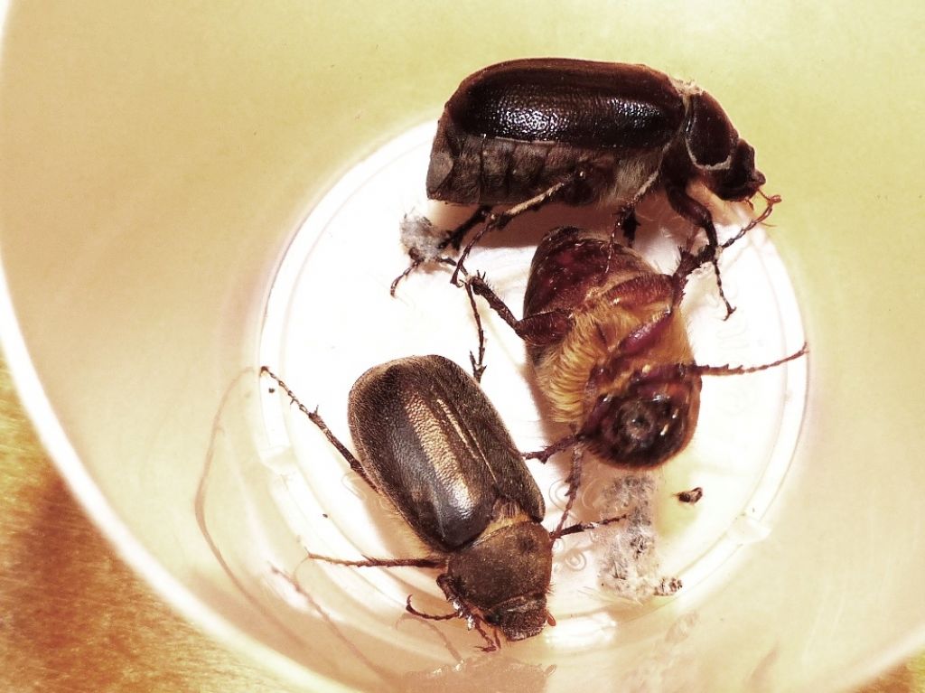 Piccoli Melolonthidae