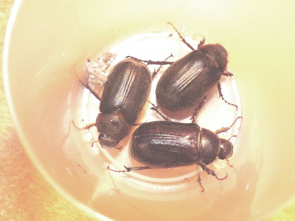 Piccoli Melolonthidae