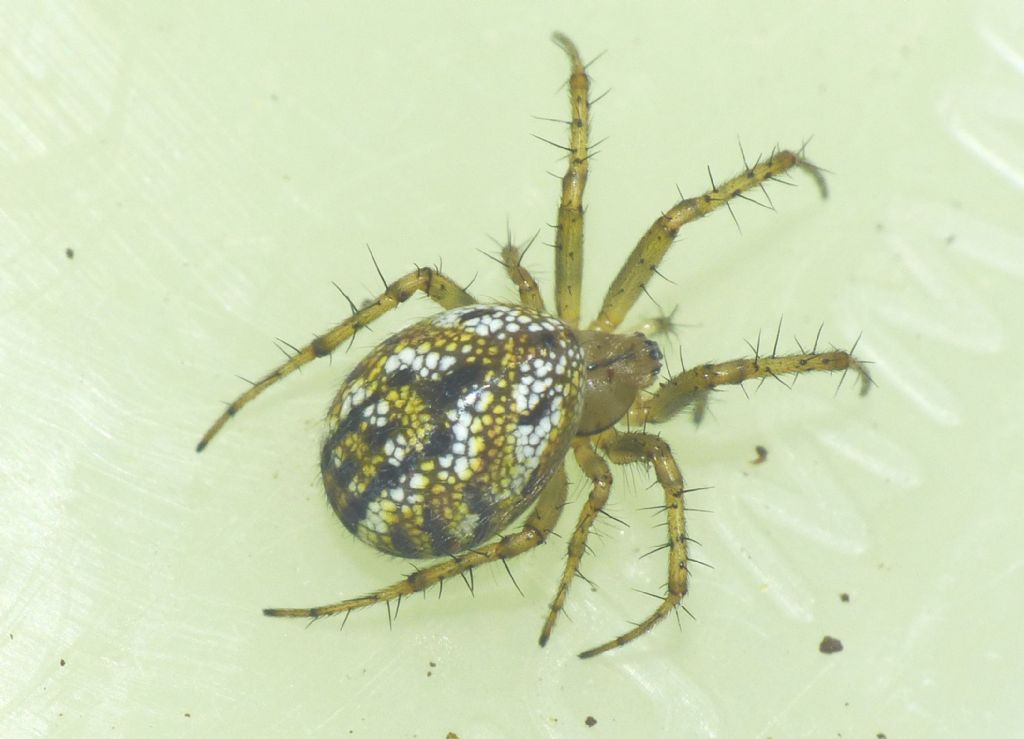 Ragnetto da identificare