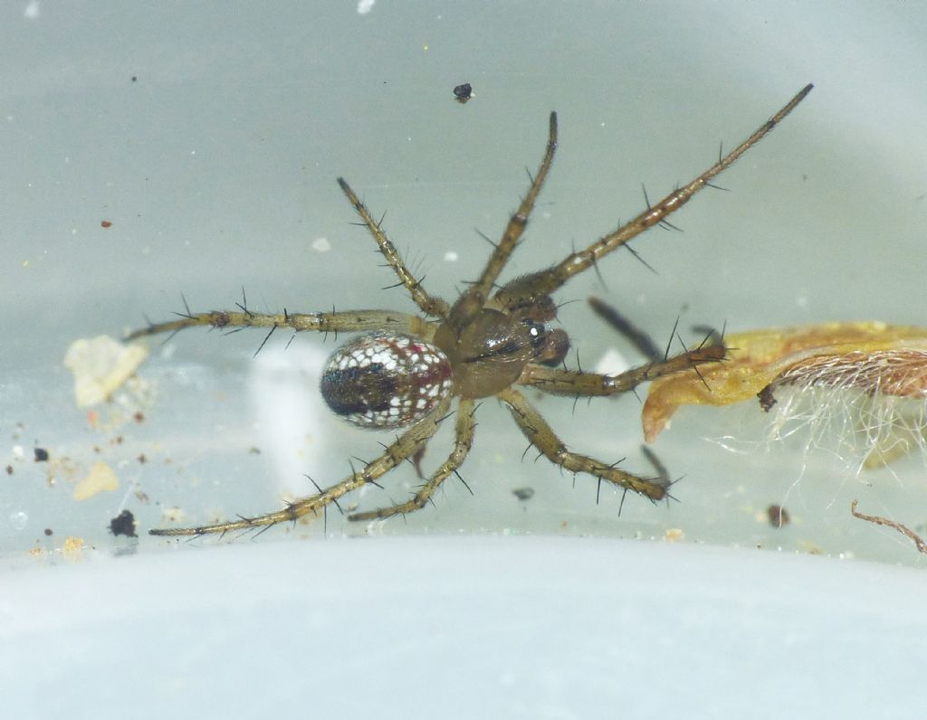 Ragnetto da identificare