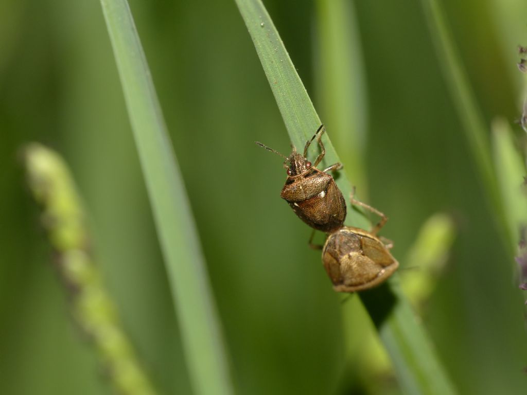 Derula flavoguttata da confermare