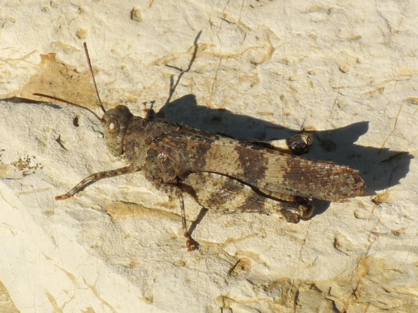 Oedipoda germanica: maschi e femmine