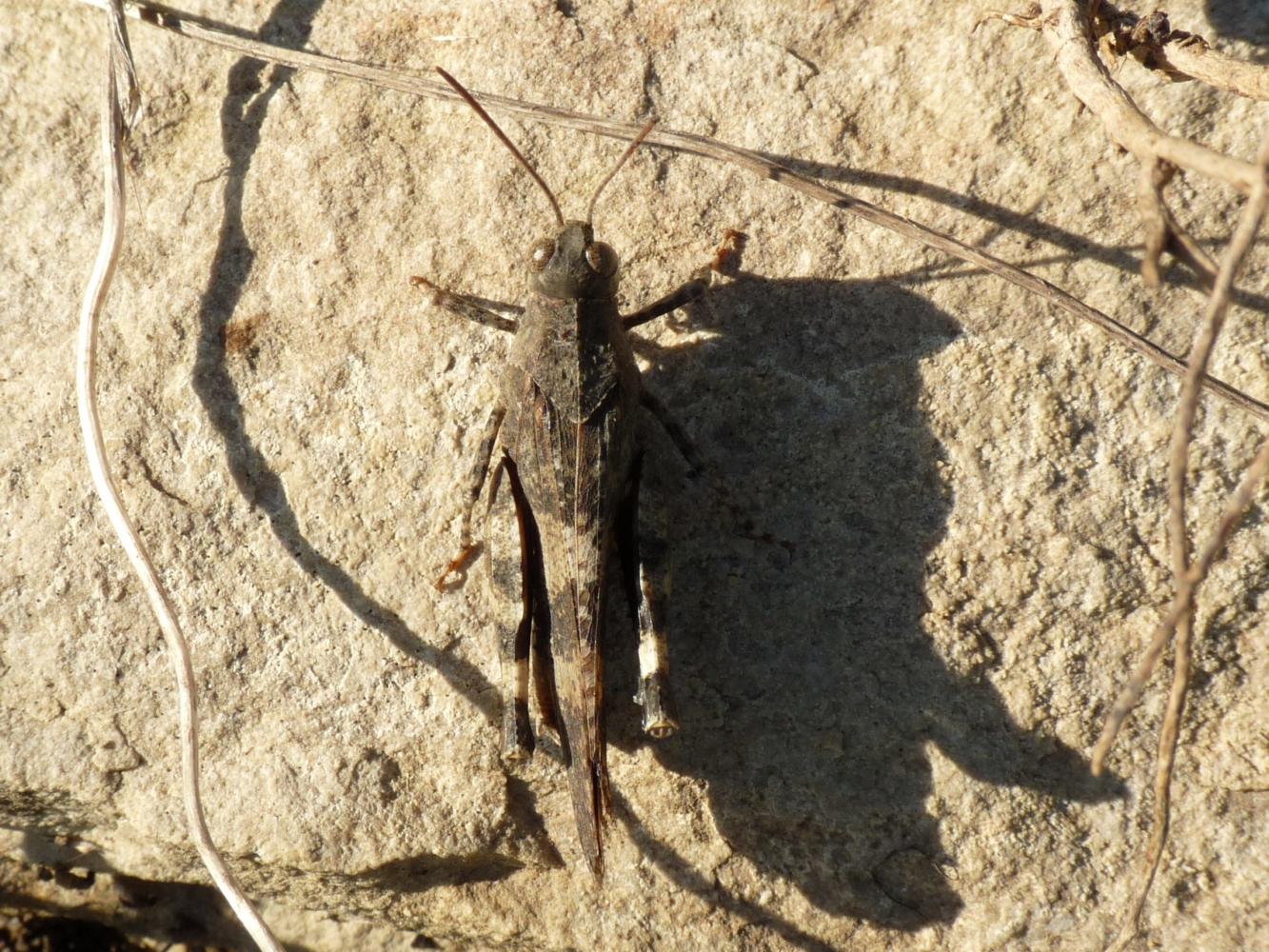 Oedipoda germanica: maschi e femmine