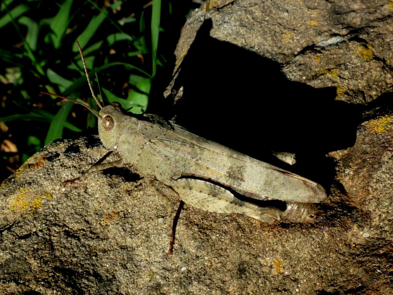 Oedipoda germanica: maschi e femmine