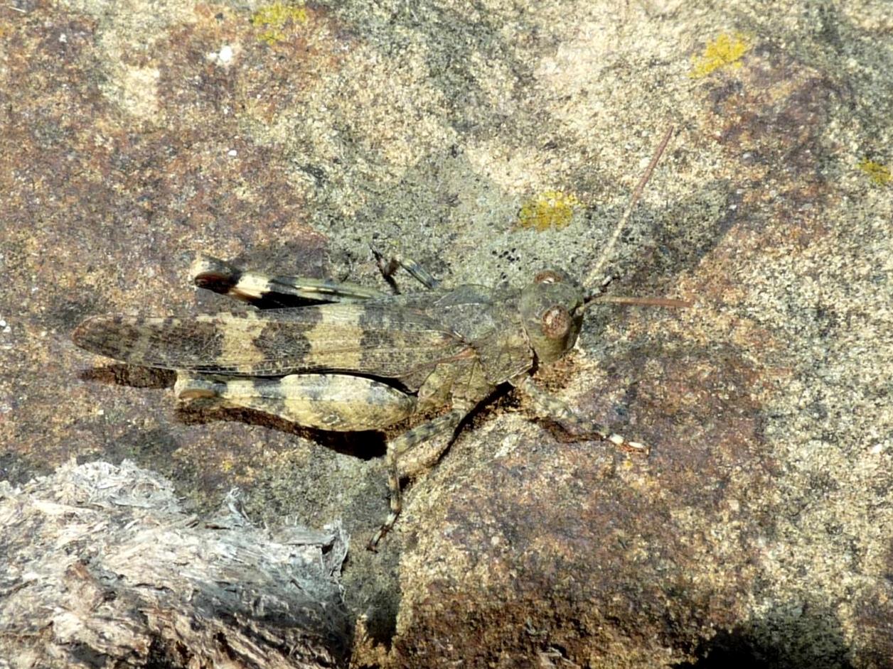 Oedipoda germanica: maschi e femmine