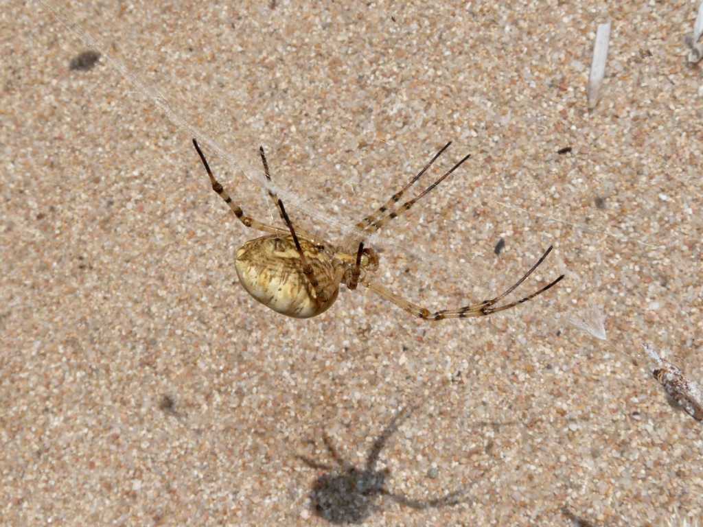 Maschio di Argiope lobata e dettaglio tela
