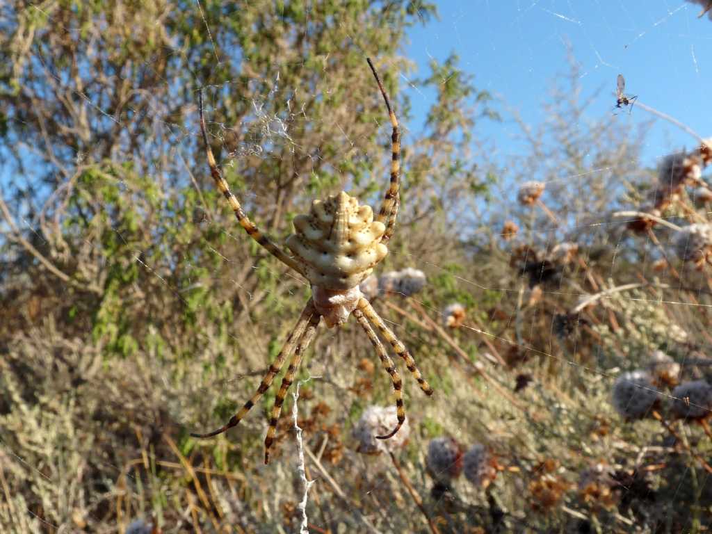 Maschio di Argiope lobata e dettaglio tela