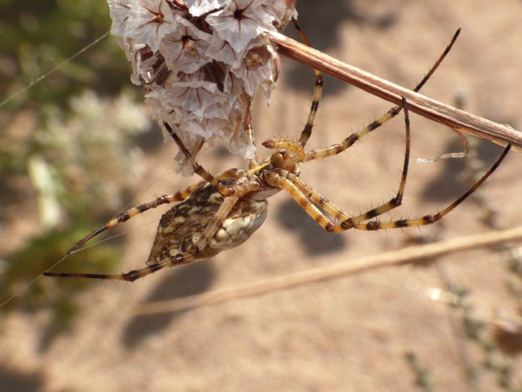 Maschio di Argiope lobata e dettaglio tela