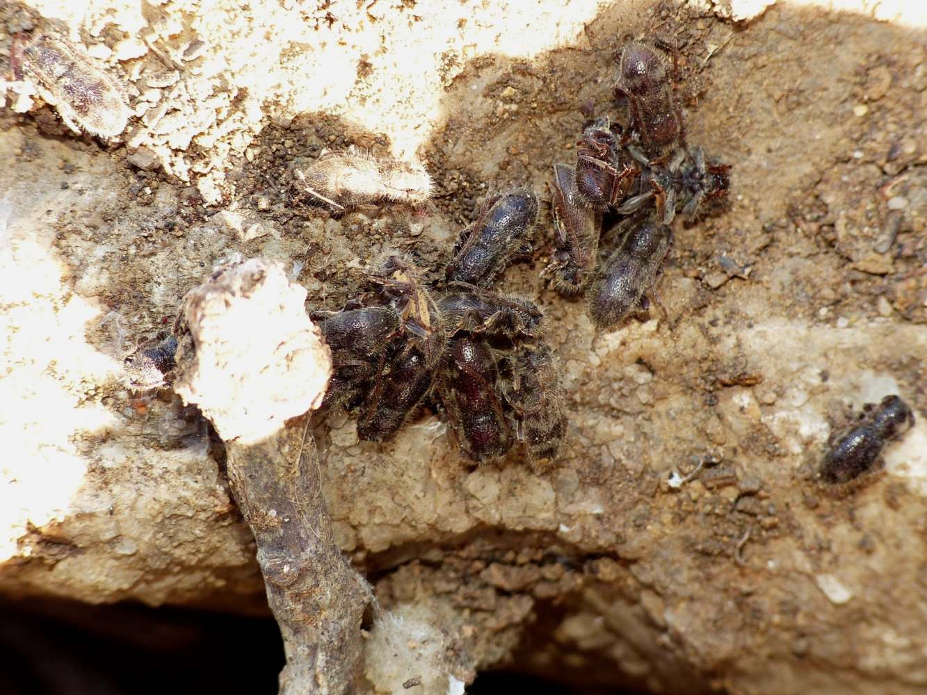 Parmena unifasciata e P. pubescens, Cerambycidae