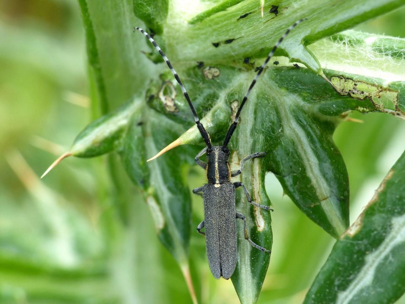 Agapanthia maculicornis, Cerambycidae