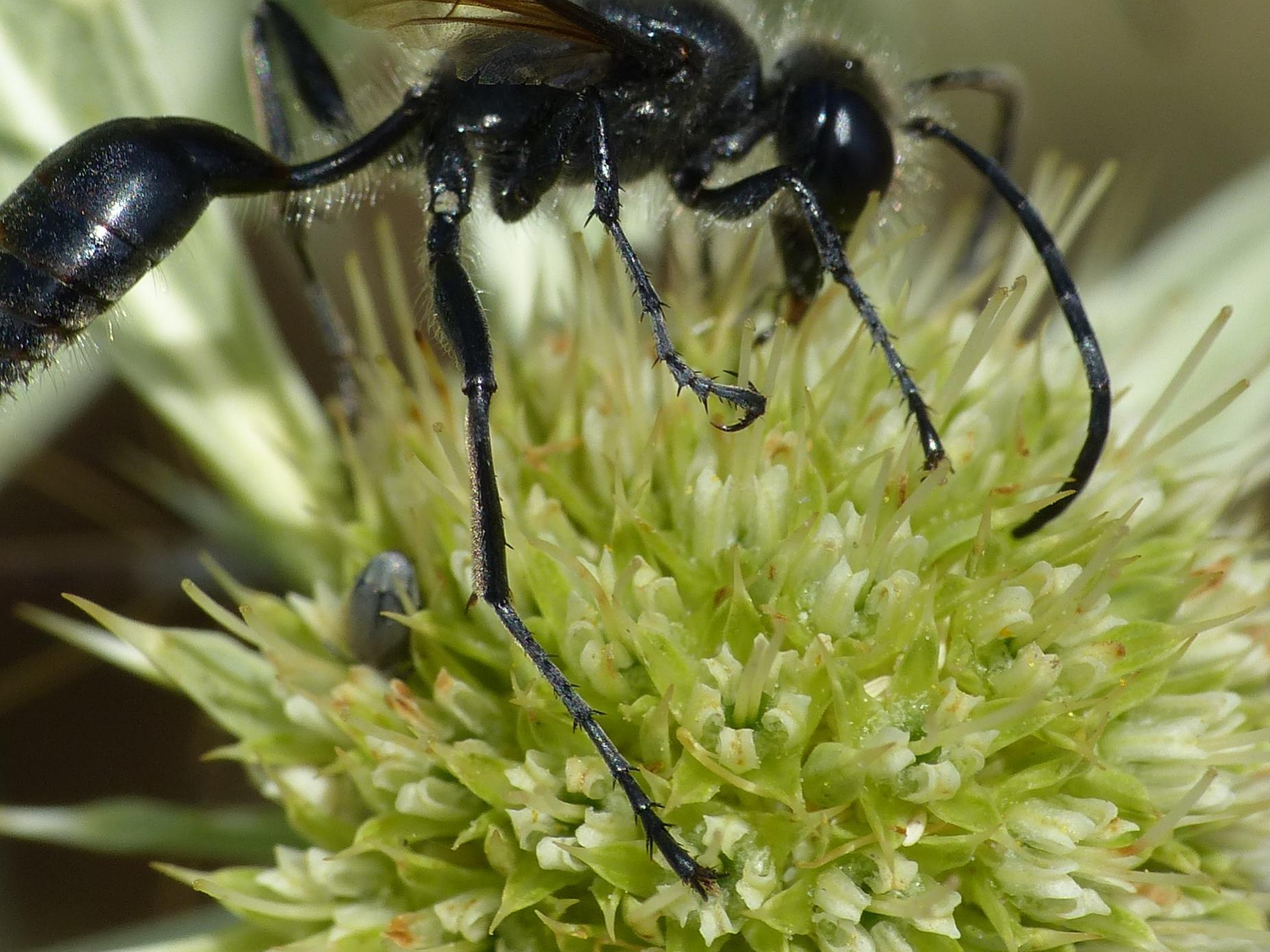 Sphex cfr. funerarius (Sphecidae)