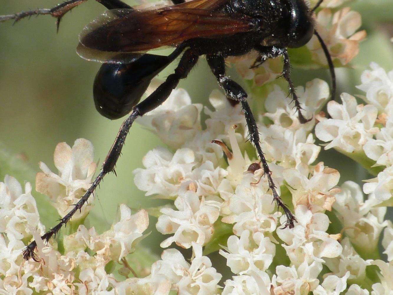 Sphex cfr. funerarius (Sphecidae)