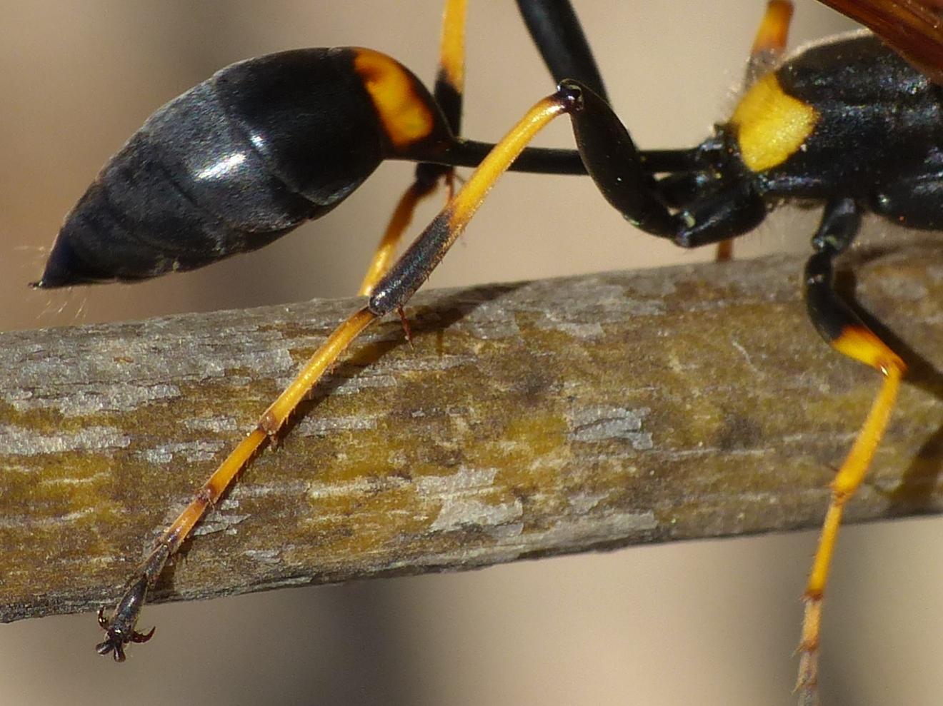 Sphex cfr. funerarius (Sphecidae)