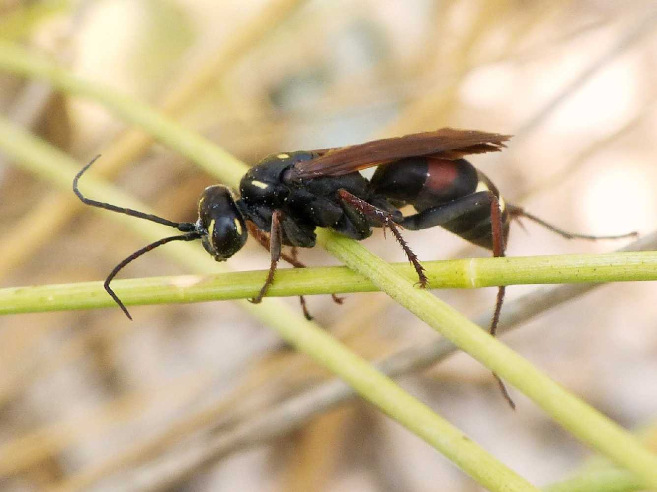 Cryptocheilus egregius, Pompilidae