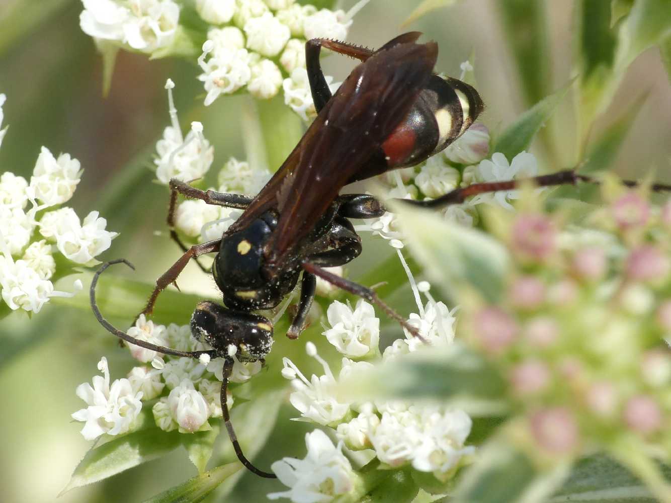 Cryptocheilus egregius, Pompilidae