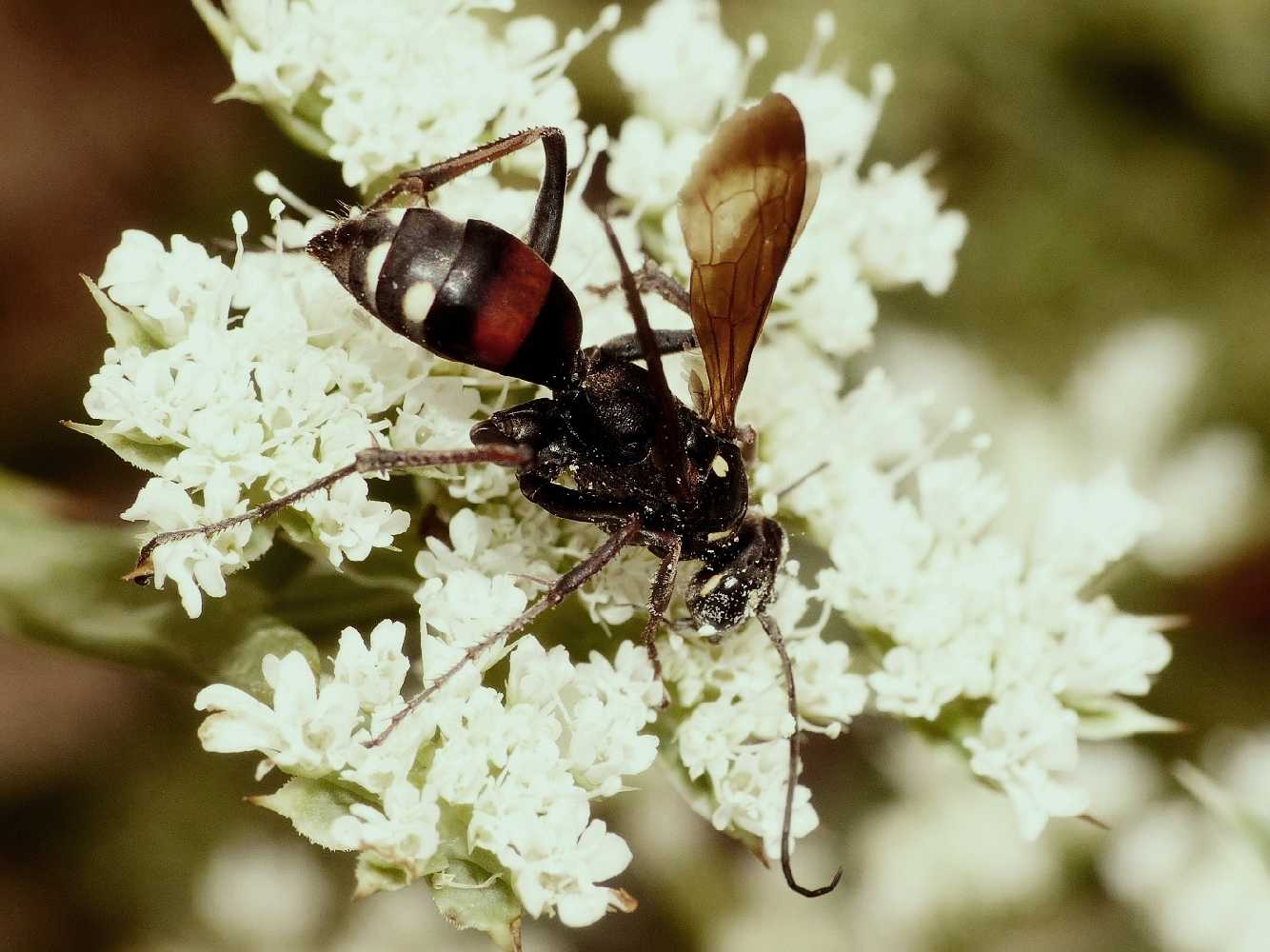 Cryptocheilus egregius, Pompilidae